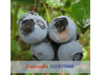 Болезни голубики