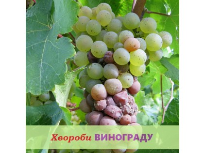 Болезни винограда