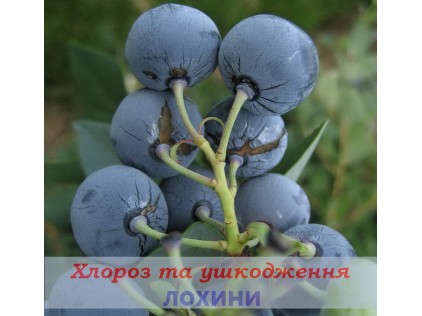 Хлороз и повреждения голубики
