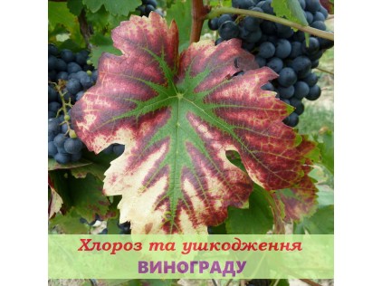Хлороз и повреждения винограда