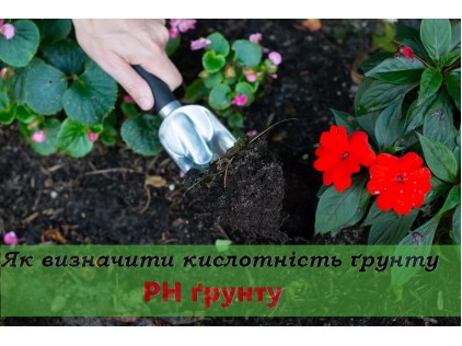 Как определить кислотность почвы. PH почвы