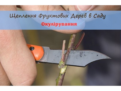 Прививка фруктовых деревьев в саду. Окулировка