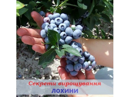 Секреты выращивания голубики