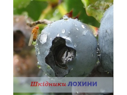 Вредители голубики