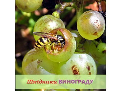 Вредители винограда