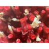 Воск для прививки Agrichem Plastifina 3535 красный, пластина 4,8 кг Воск для прививки Agrichem Plastifina 3535 красный, пластина 4,8 кг