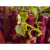 Воск для прививки Agrichem Plastifina 3535 красный, пластина 4,8 кг Воск для прививки Agrichem Plastifina 3535 красный, пластина 4,8 кг