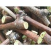 Воск для прививки Agrichem Plastifina 7535 зелёный с гормонами, в гранулах 0,5 кг