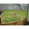 Віск для щеплення Agrichem Plastigreffe 6535 "Of" червоний з гормонами, в гранулах 0,5 кг