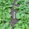 Карандаш GardenPen 1695 LYRA для садоводства