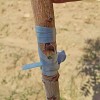 Резинка для прививки Flexiband A 200х6 мм, 1 кг, 1250 шт