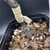 Гумка для щеплення Flexiband B 100х3,5 мм, 200 г, 840 шт
