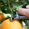Кусачки для сбора плодов Manzana M14L-AM