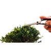 Ножиці для бонсай Okatsune Bonsai KST200 Ножиці для бонсай Okatsune Bonsai KST200