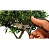Ножиці для бонсай Okatsune Bonsai KST221 Ножиці для бонсай Okatsune Bonsai KST221