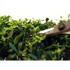 Ножиці для бонсай Okatsune Bonsai KST221 Ножиці для бонсай Okatsune Bonsai KST221