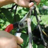 Секатор Okatsune 101 (KST101)