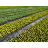 Удобрение минеральное Plantacote Pluss 12 M (14-9-15+2MgO+4S+ME) 25 кг
