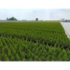 Удобрение минеральное Plantacote Top N 4 М (19-6-12+4,5S) 25 кг Удобрение минеральное Plantacote Top N 4 М (19-6-12+4,5S) 25 кг