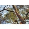 Пила Silky Longboy 3600 (365-36) телескопическая с кобурой